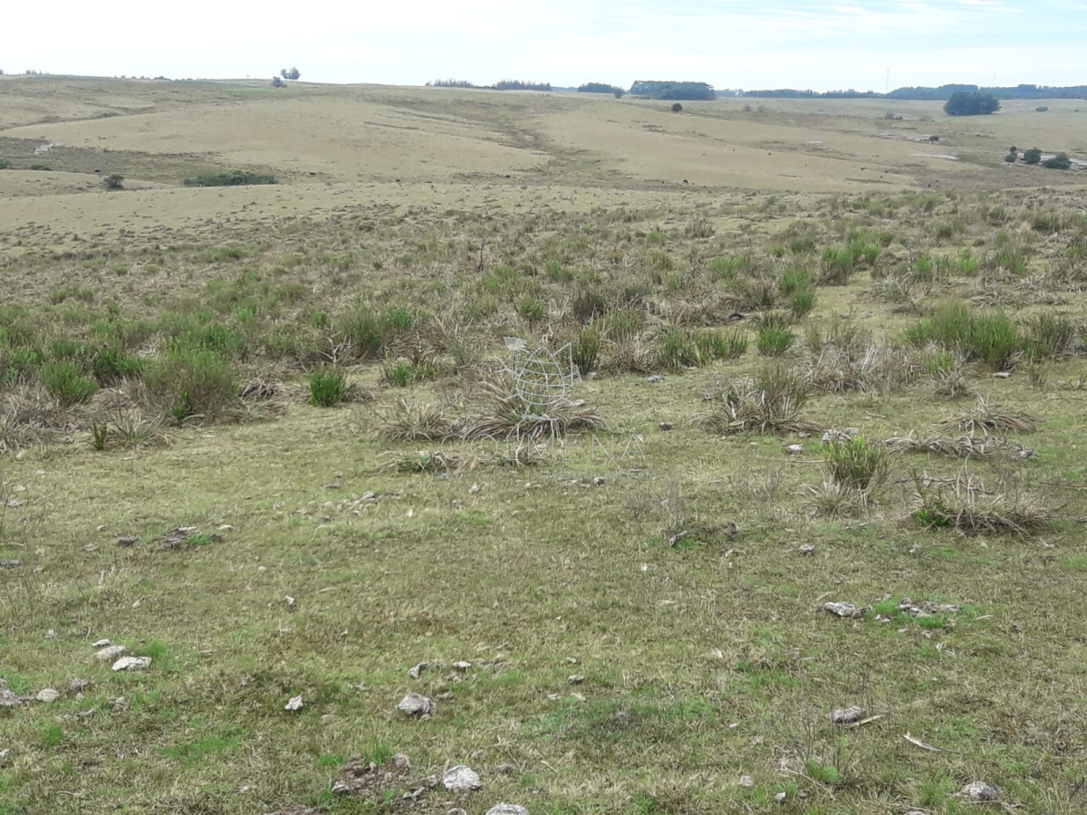 Campo de 6 has en Garzon. Consulte!!!!!!!! - GoPunta - Portal Inmobiliario de Punta del Este - Maldonado