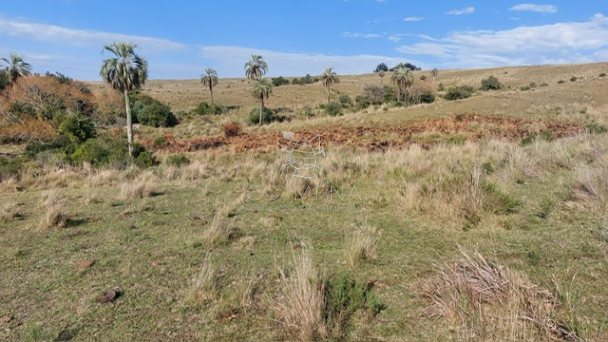Campo de 80 has en Paraje Carape con costa de arroyo. - GoPunta - Portal Inmobiliario de Punta del Este - Maldonado