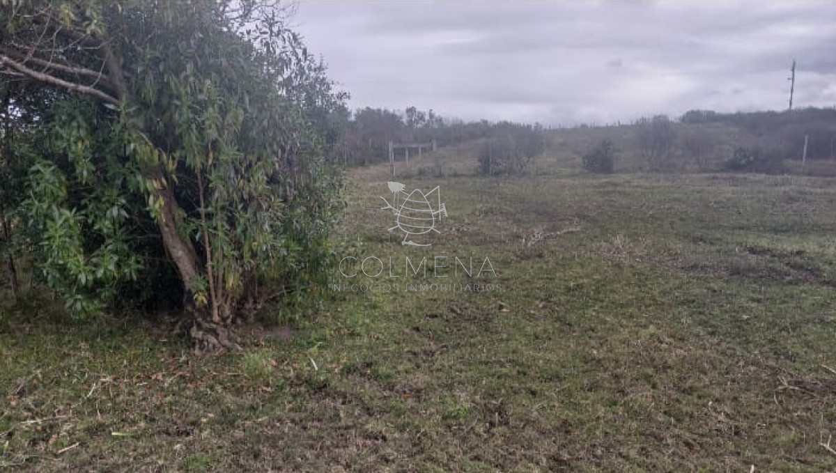 Campo 9 has con casa y plantación de olivos - GoPunta - Portal Inmobiliario de Punta del Este - Maldonado