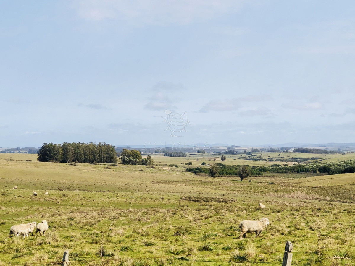 Campo de 24 has con 8156 m2 camino a pueblo garzon y cerca de Jose Ignacio - GoPunta - Portal Inmobiliario de Punta del Este - Maldonado