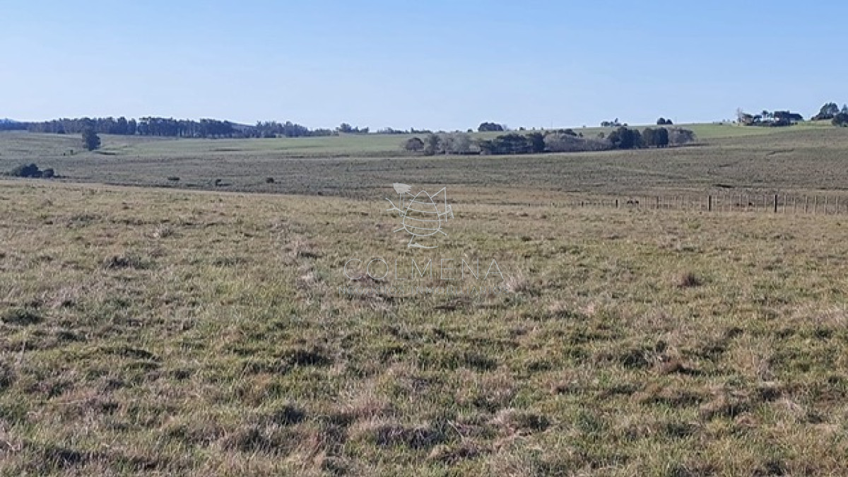 Campo 10 has   monte eucalipto, cañada y pasa la luz. - GoPunta - Portal Inmobiliario de Punta del Este - Maldonado