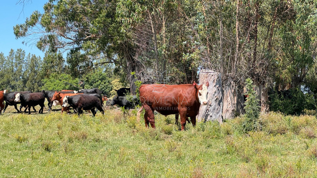 Campo en San Carlos, - GoPunta - Portal Inmobiliario de Punta del Este - Maldonado