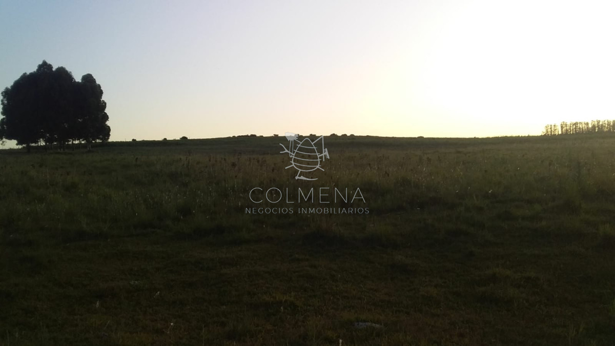 Campo 24 has Casa, galpon, Luz, costa de arroyo y un indice de suelo 10.7   Consulte!!!!! - GoPunta - Portal Inmobiliario de Punta del Este - Maldonado