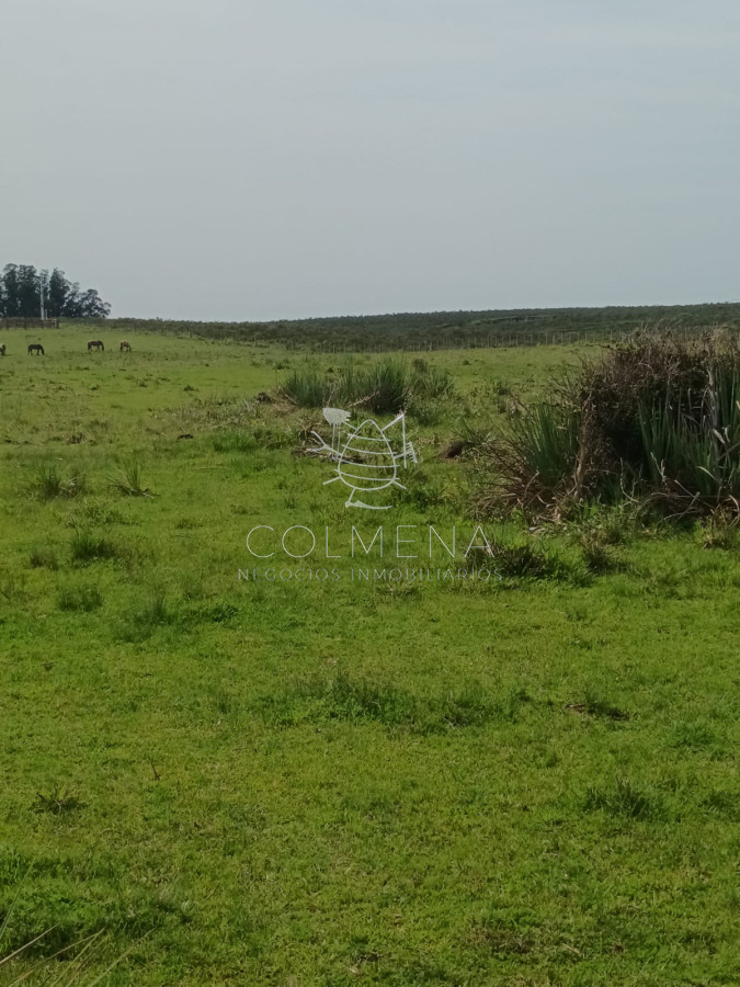 Campo en paraje Jose Ignacio cerca de la ruta 9 - GoPunta - Portal Inmobiliario de Punta del Este - Maldonado