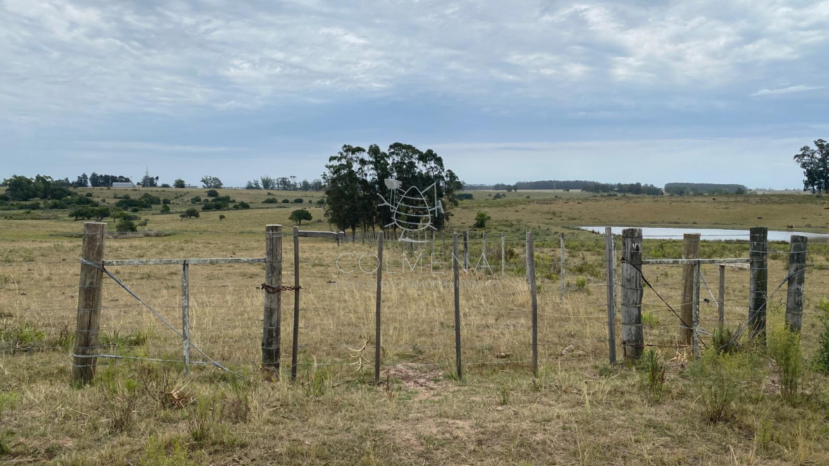 Campo ganadero agricola - GoPunta - Portal Inmobiliario de Punta del Este - Maldonado
