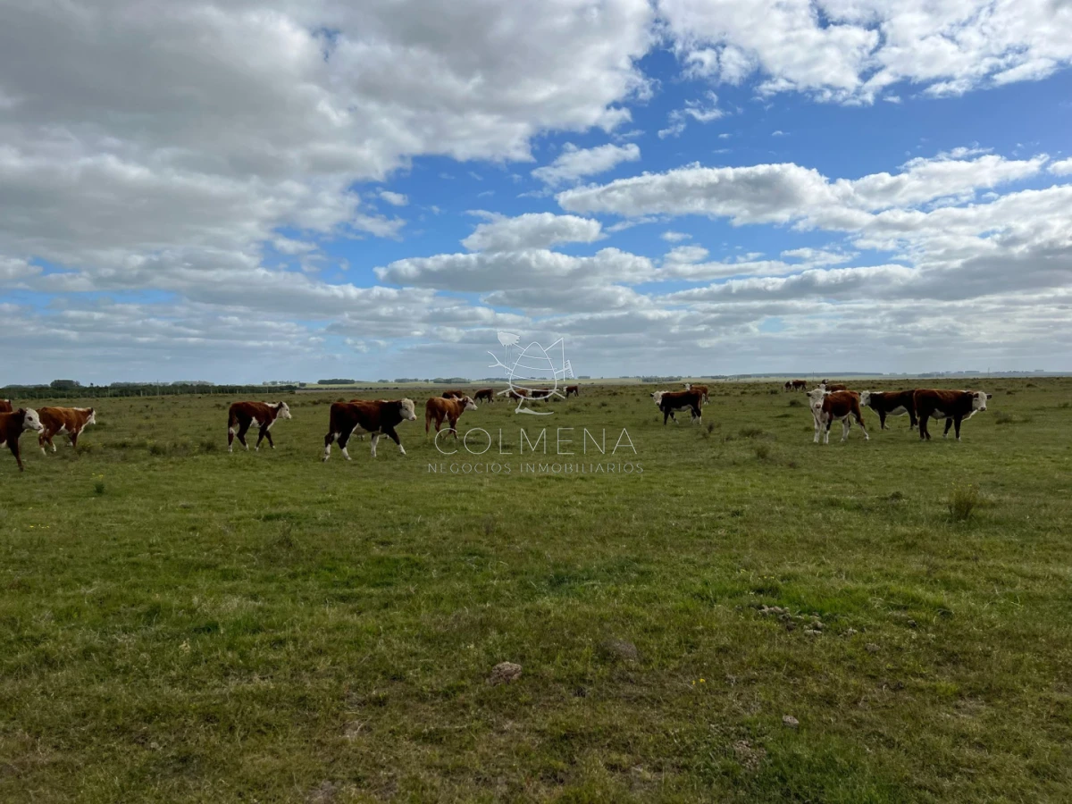 Campo en Lavalleja  - COL11200P