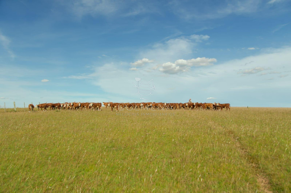 Campo en Rio Negro - GoPunta - Portal Inmobiliario de Punta del Este - Maldonado
