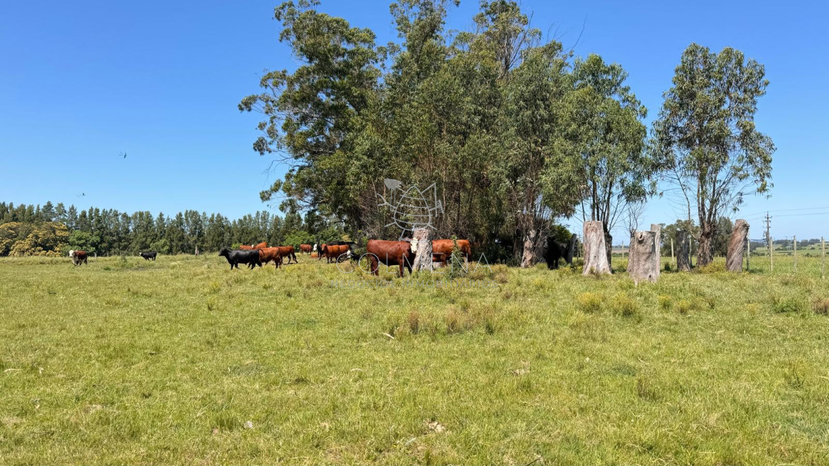 Campo en San Carlos, - GoPunta - Portal Inmobiliario de Punta del Este - Maldonado