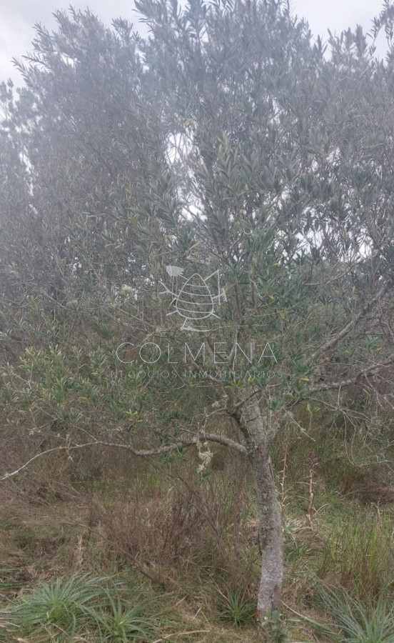 Campo 9 has con casa y plantación de olivos - GoPunta - Portal Inmobiliario de Punta del Este - Maldonado