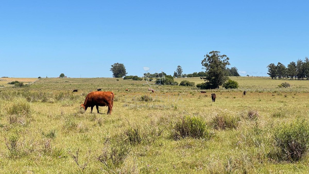 Campo en Lavalleja - GoPunta - Portal Inmobiliario de Punta del Este - Maldonado