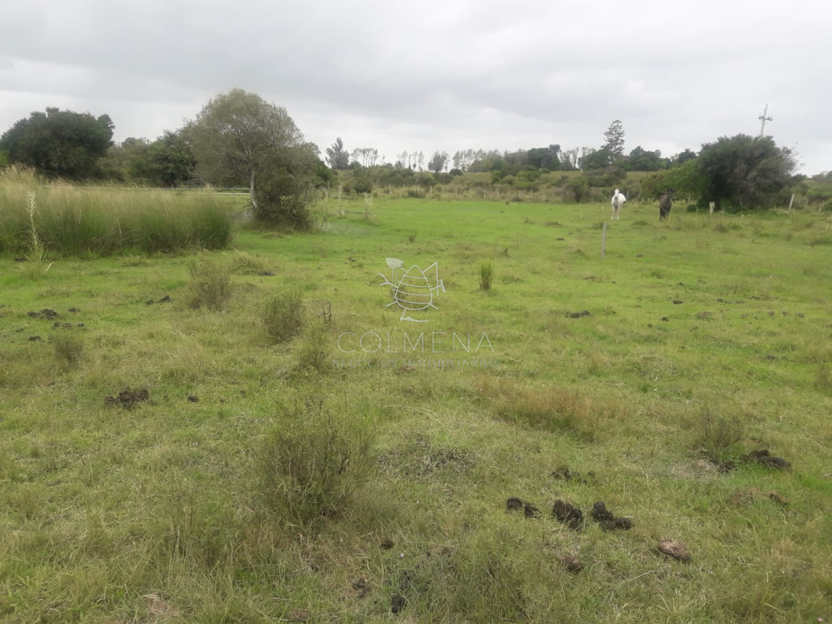 Campo de 5 has con 5891 m2 - GoPunta - Portal Inmobiliario de Punta del Este - Maldonado