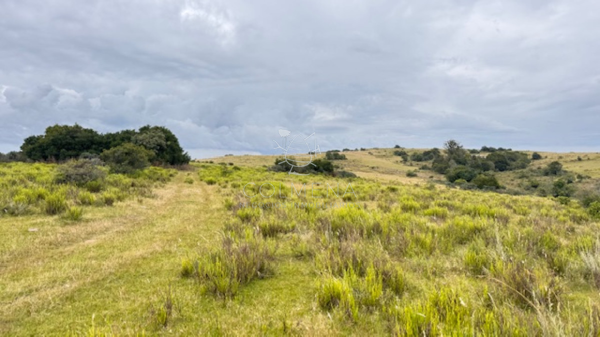 Campo cerca de los viñedos, bodegas y pueblo Garzon. - GoPunta - Portal Inmobiliario de Punta del Este - Maldonado