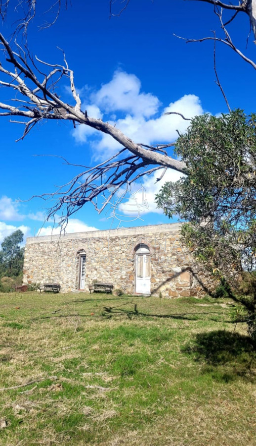 Campo 9 has con casa y plantación de olivos - GoPunta - Portal Inmobiliario de Punta del Este - Maldonado