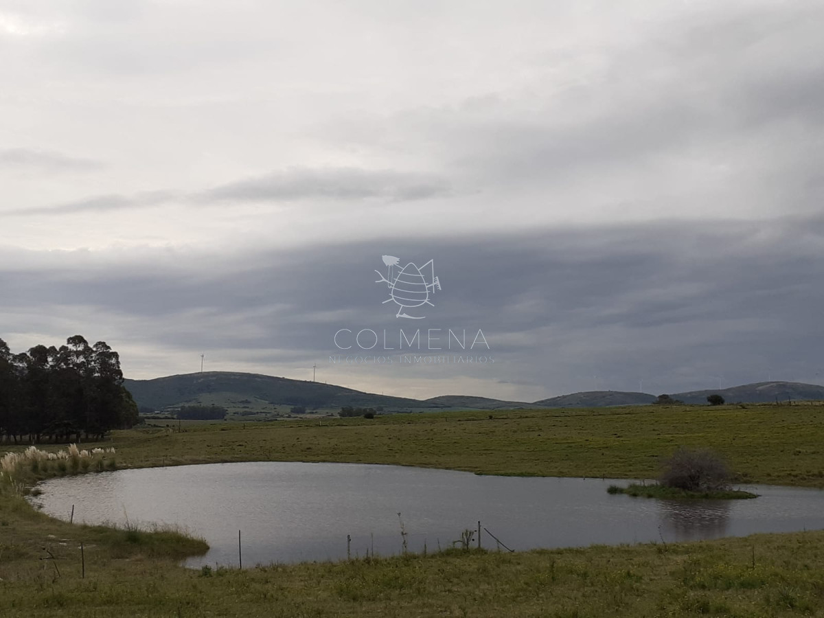 Muy buen Campo para cria de ganado. - GoPunta - Portal Inmobiliario de Punta del Este - Maldonado