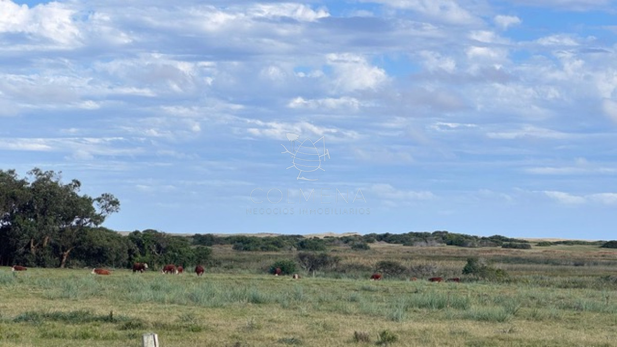 campo de 5 has y media - GoPunta - Portal Inmobiliario de Punta del Este - Maldonado