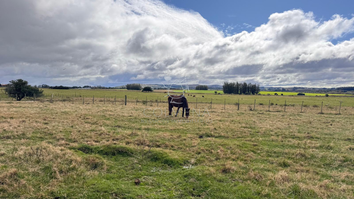 Campo de 3 has en Corte la leña - GoPunta - Portal Inmobiliario de Punta del Este - Maldonado