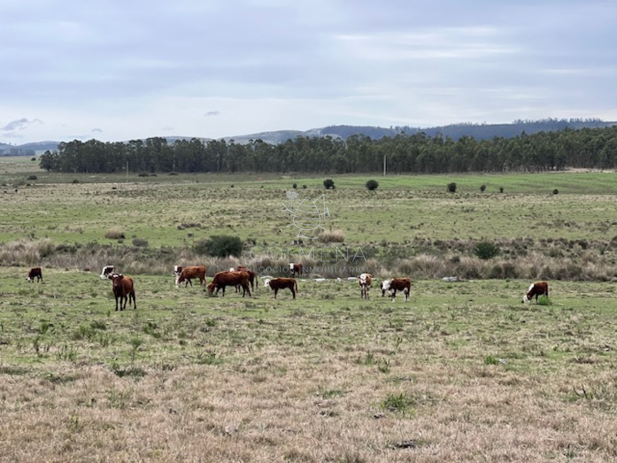 Campo de 22 has 6862 m2 cerca de Punta del Este - GoPunta - Portal Inmobiliario de Punta del Este - Maldonado