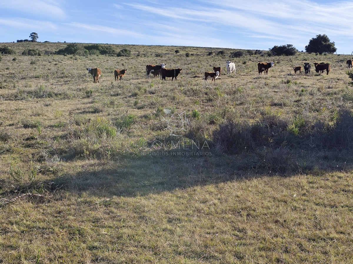 Campo cerca ruta 39 en Paso Dutra - GoPunta - Portal Inmobiliario de Punta del Este - Maldonado
