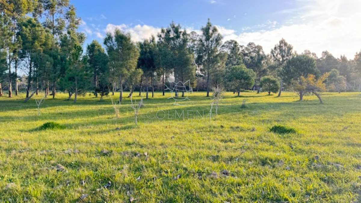 Chacra de 3 has con 5657 m2 en camino Benito Nardone - GoPunta - Portal Inmobiliario de Punta del Este - Maldonado
