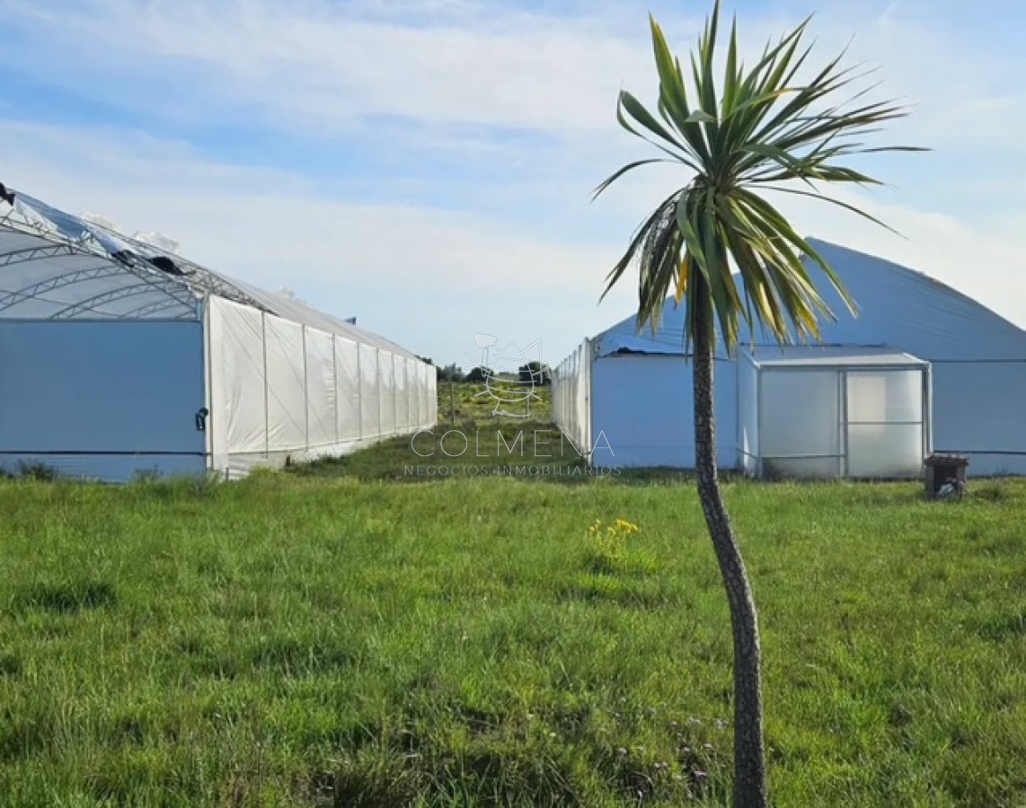 Campo 10 has 4336 m2 en Corte la Leña - GoPunta - Portal Inmobiliario de Punta del Este - Maldonado