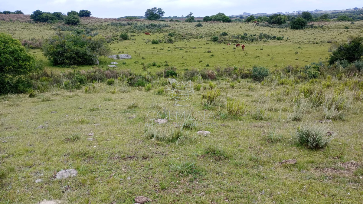 Campo en la coronilla con casco. - GoPunta - Portal Inmobiliario de Punta del Este - Maldonado