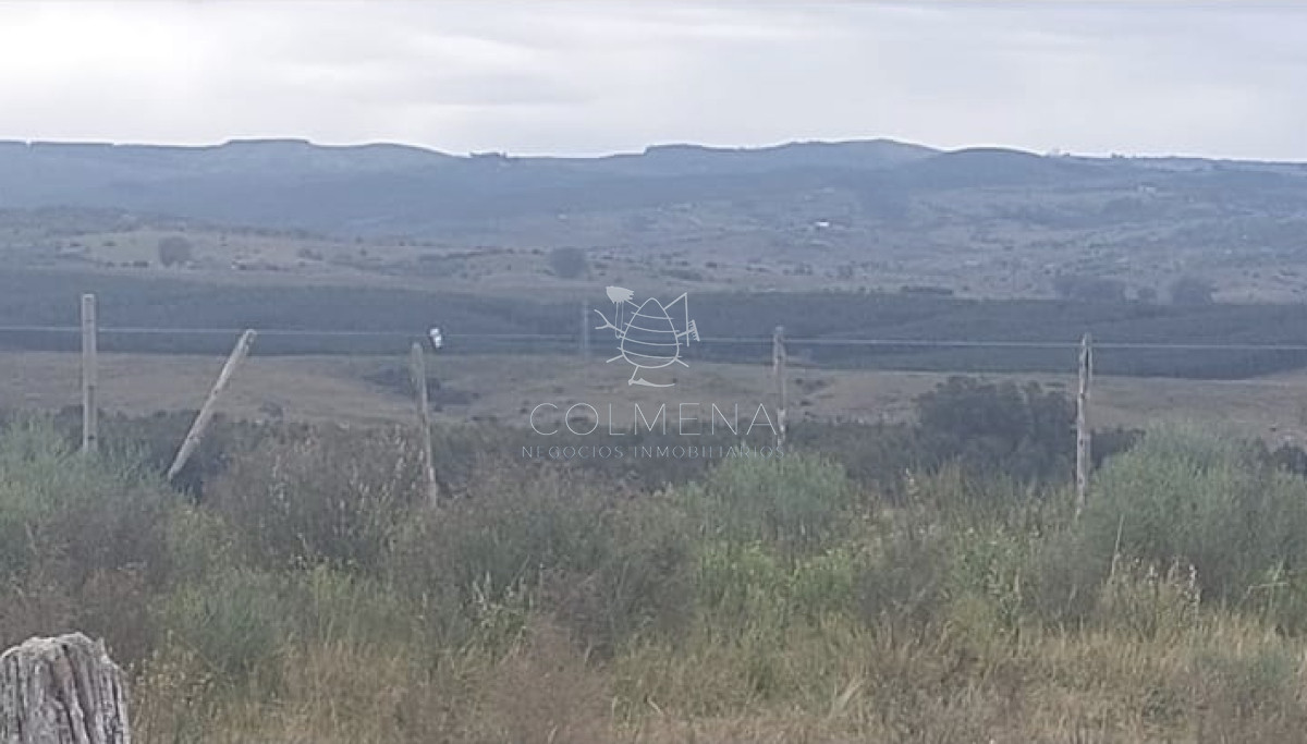 Campo 9 has con casa y plantación de olivos - GoPunta - Portal Inmobiliario de Punta del Este - Maldonado