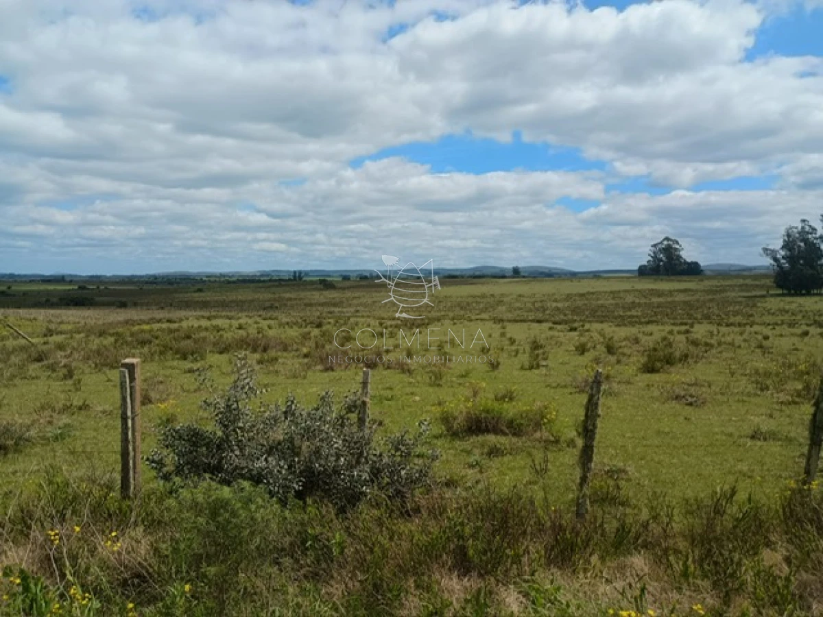 Campo de 5 has en paraje Corte de la Leña - GoPunta - Portal Inmobiliario de Punta del Este - Maldonado