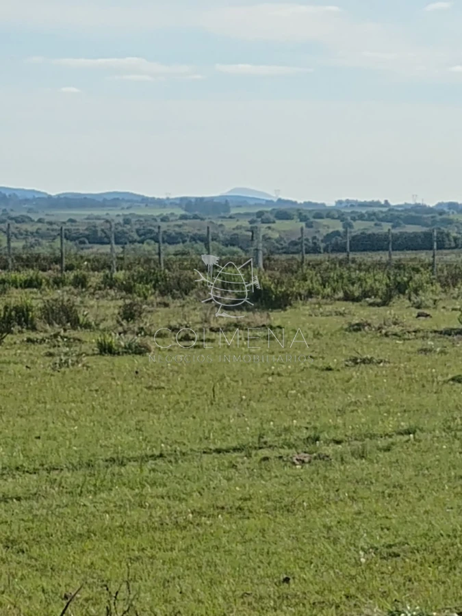 Campo de 5 has en paraje Corte de la Leña - GoPunta - Portal Inmobiliario de Punta del Este - Maldonado