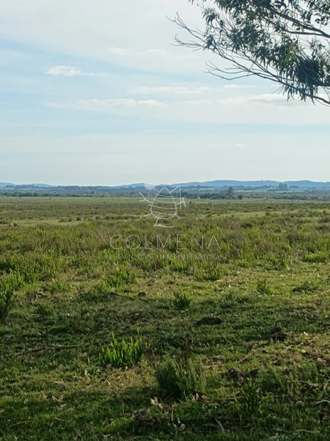 Campo de 5 has en paraje Corte de la Leña - GoPunta - Portal Inmobiliario de Punta del Este - Maldonado