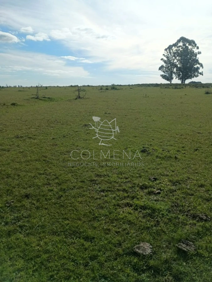 Campo de 5 has en paraje Corte de la Leña - GoPunta - Portal Inmobiliario de Punta del Este - Maldonado