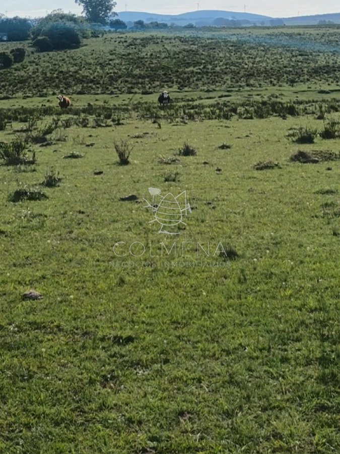 Campo de 5 has en paraje Corte de la Leña - GoPunta - Portal Inmobiliario de Punta del Este - Maldonado