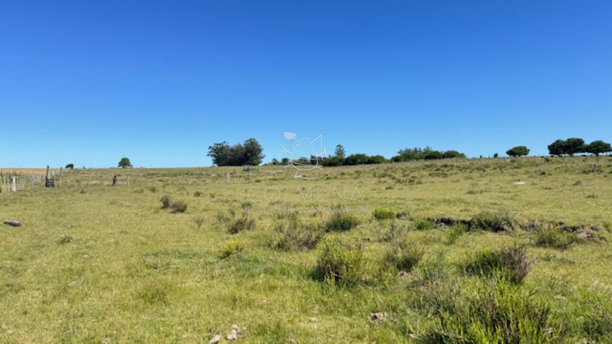 Campo 5 has de invernada a 15 km de San Carlos - GoPunta - Portal Inmobiliario de Punta del Este - Maldonado