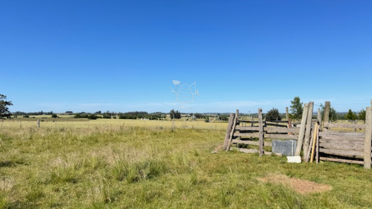 Campo 5 has de invernada a 15 km de San Carlos - GoPunta - Portal Inmobiliario de Punta del Este - Maldonado