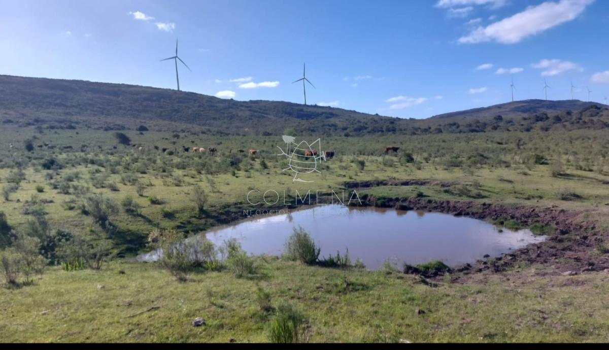 Campos de 6 y 5 has en los Caracoles 35 minutos de Punta del Este - GoPunta - Portal Inmobiliario de Punta del Este - Maldonado