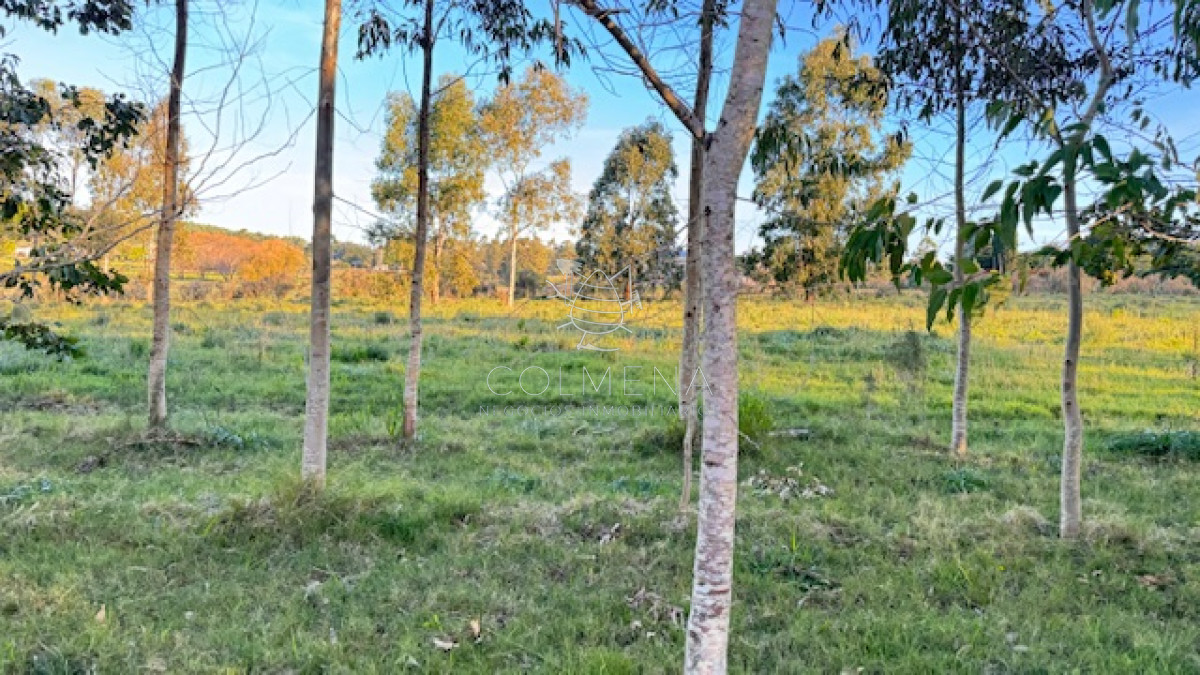 Chacra de 3 has con 5657 m2 en camino Benito Nardone - GoPunta - Portal Inmobiliario de Punta del Este - Maldonado