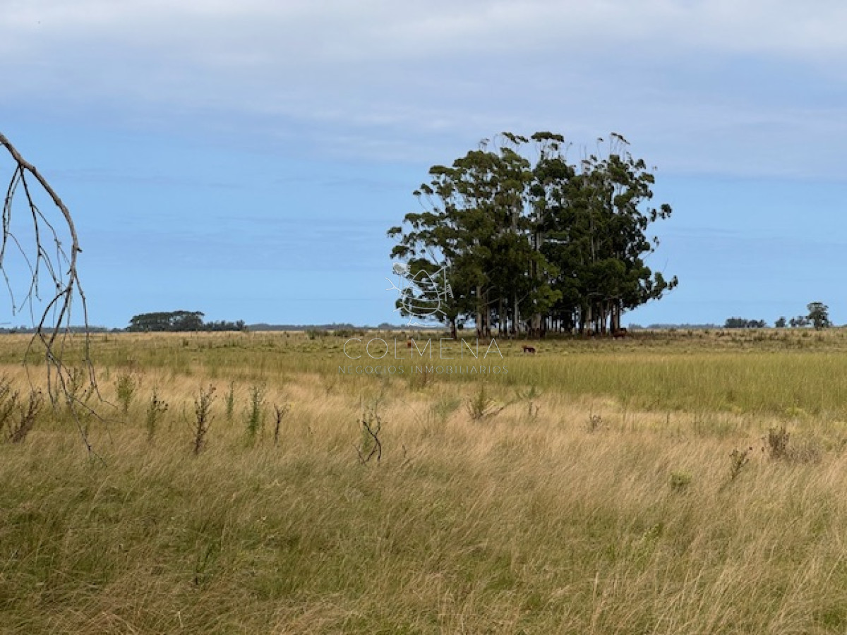 Campo 9 has con 4355 m2 has en Las Garzas   Con casa y galpón - GoPunta - Portal Inmobiliario de Punta del Este - Maldonado