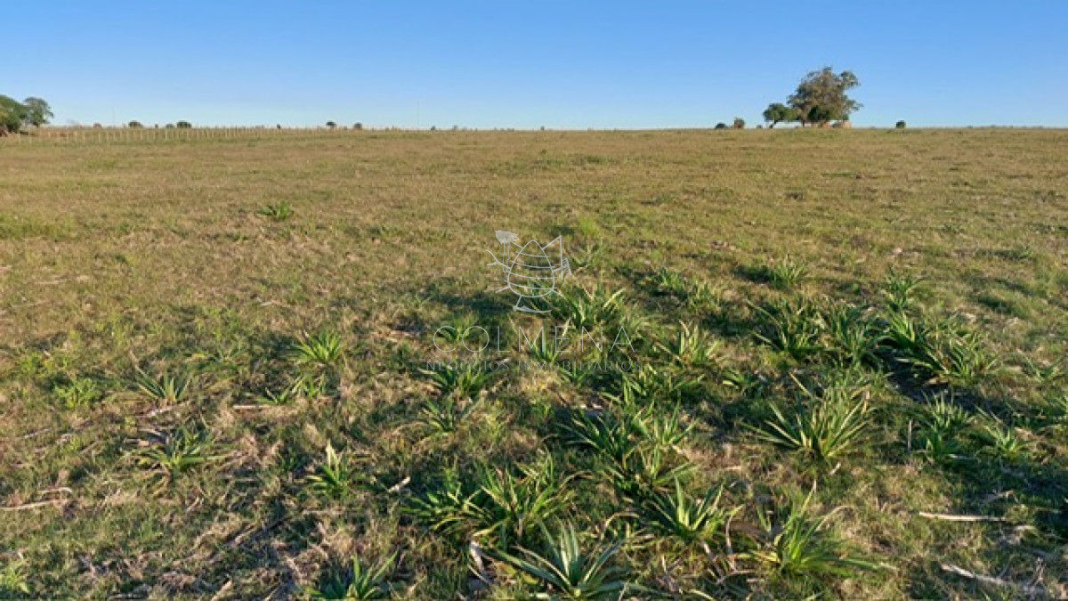 Campo 5 has con un lago ,pasa la luz. - GoPunta - Portal Inmobiliario de Punta del Este - Maldonado