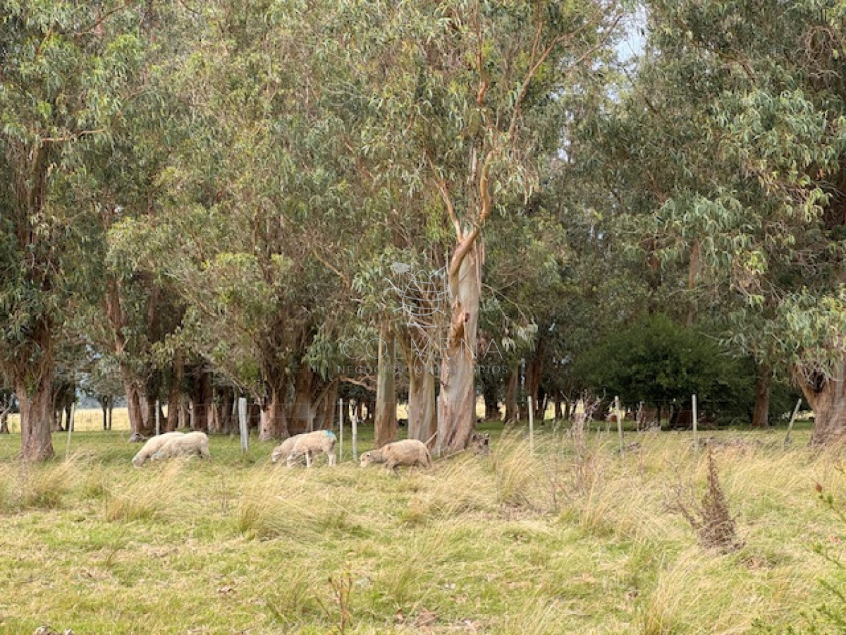 Campo 9 has con 4355 m2 has en Las Garzas   Con casa y galpón - GoPunta - Portal Inmobiliario de Punta del Este - Maldonado