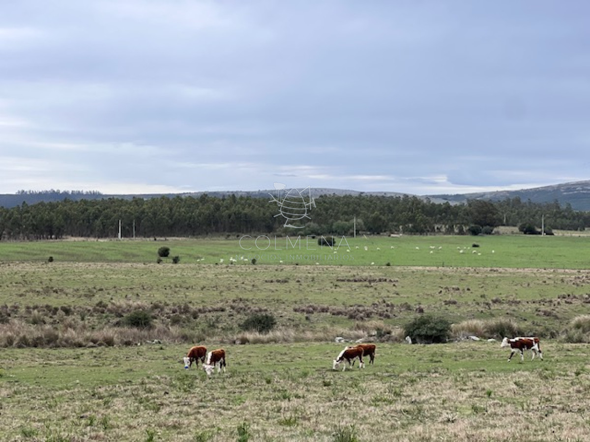 Campo de 22 has 6862 m2 cerca de Punta del Este - GoPunta - Portal Inmobiliario de Punta del Este - Maldonado