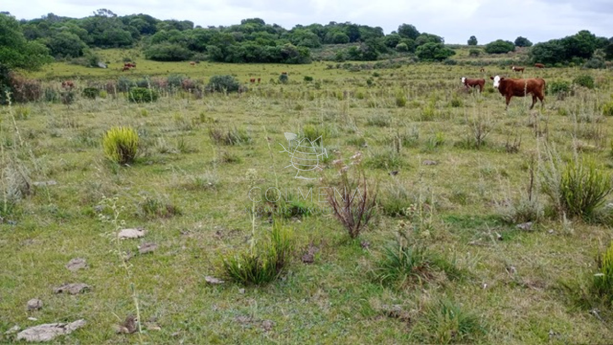 Campo en la coronilla con casco. - GoPunta - Portal Inmobiliario de Punta del Este - Maldonado