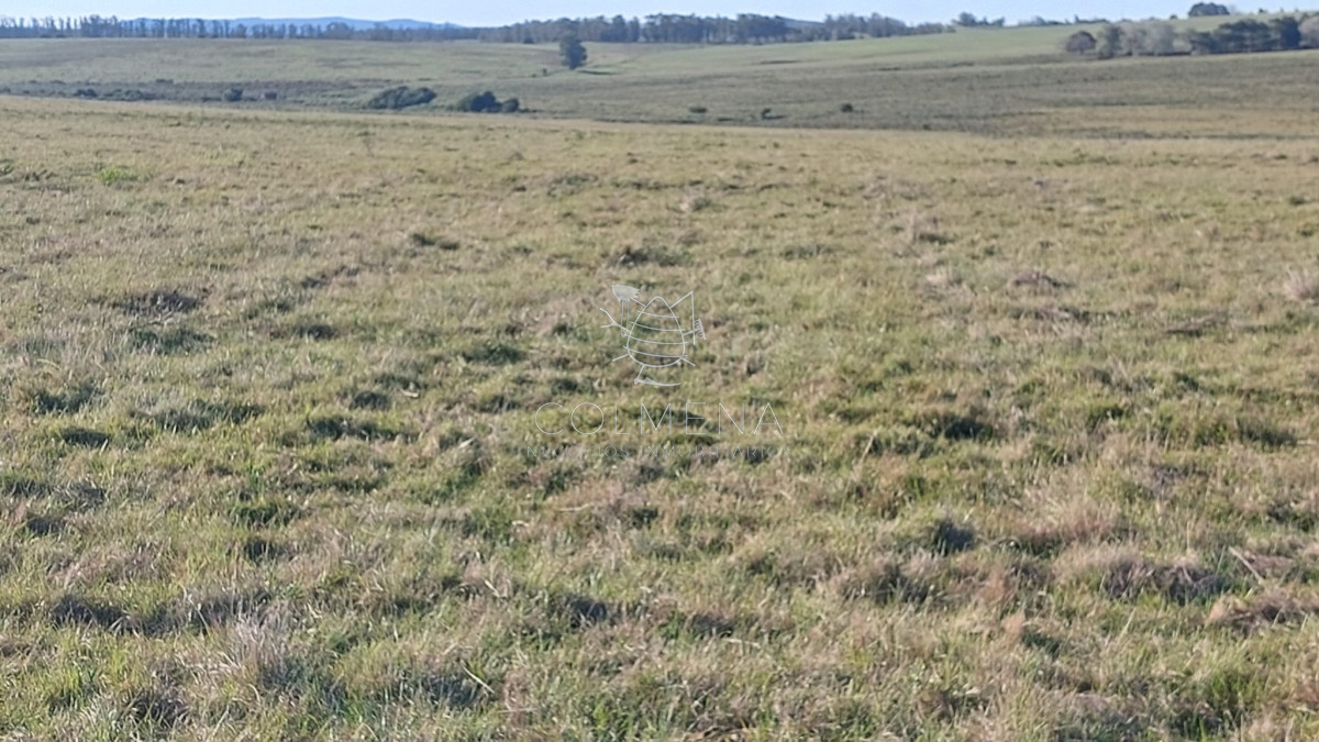 Campo 10 has   monte eucalipto, cañada y pasa la luz. - GoPunta - Portal Inmobiliario de Punta del Este - Maldonado