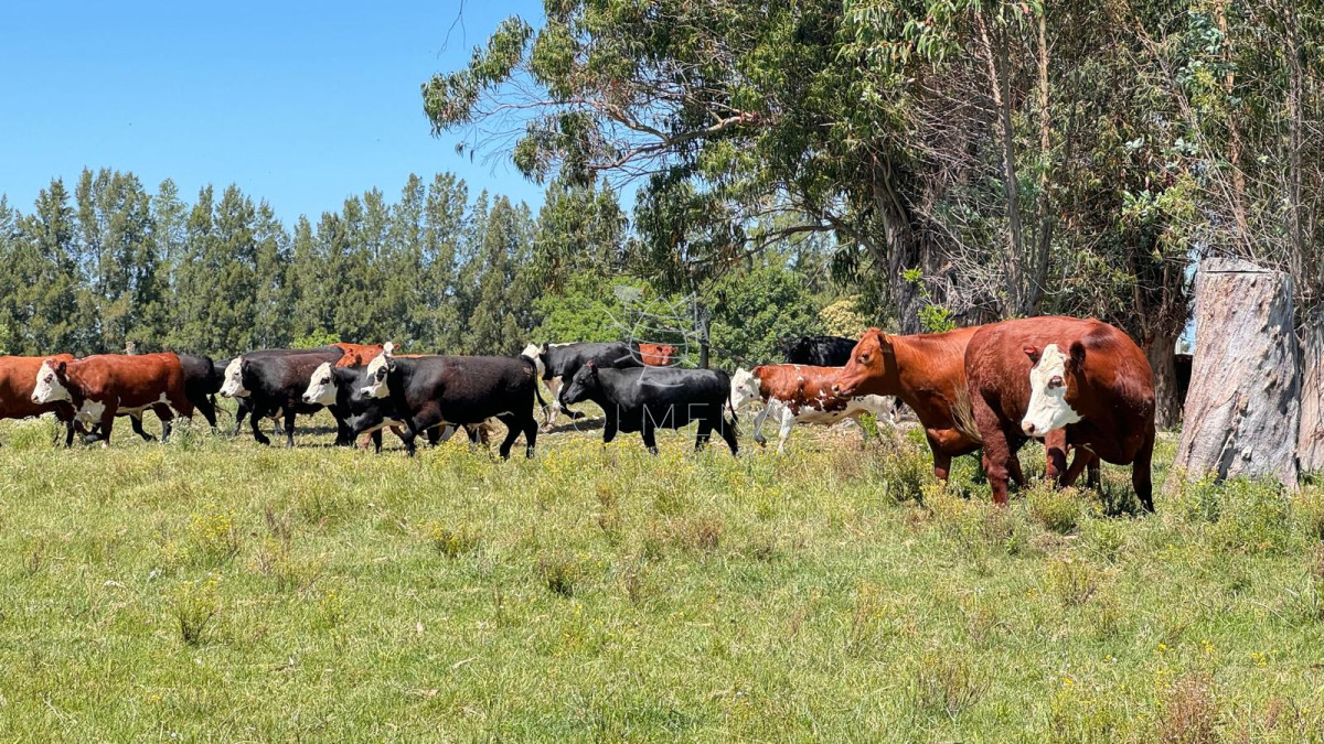 Campo 18 has a 10 km de San Carlos - GoPunta - Portal Inmobiliario de Punta del Este - Maldonado