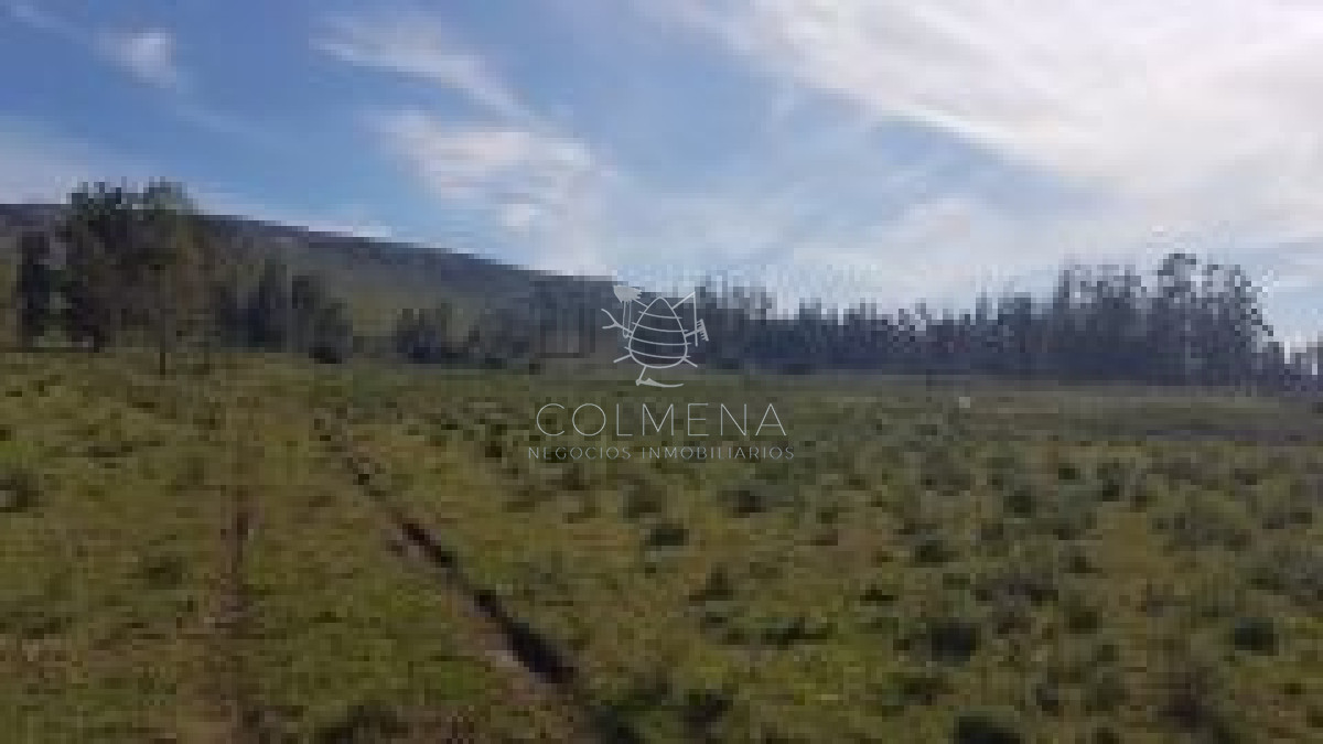 Campo de 37 has   en Los Ceibos   Las Vertientes - GoPunta - Portal Inmobiliario de Punta del Este - Maldonado