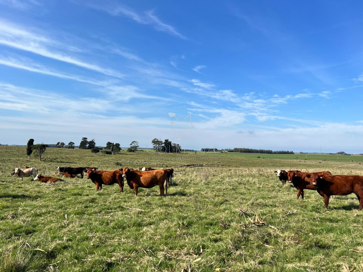 Campo en Partido Norte - GoPunta - Portal Inmobiliario de Punta del Este - Maldonado