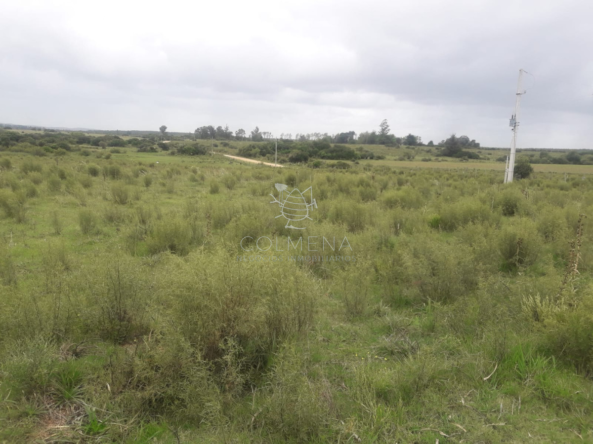 Campo de 5 has con 5891 m2 - GoPunta - Portal Inmobiliario de Punta del Este - Maldonado