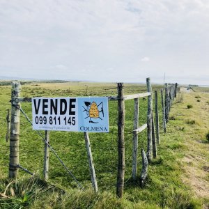 Campo de 24 has con 8156 m2 camino a pueblo garzon y cerca de Jose Ignacio