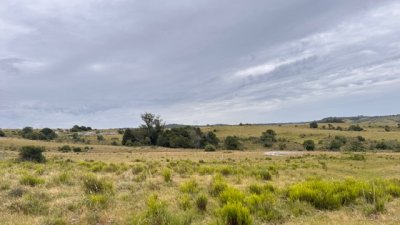 Campo de 51 has con 6516 paraje camino los molles