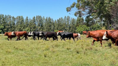 Campo 18 has a 10 km de San Carlos