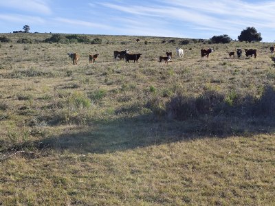 Campo cerca ruta 39 en Paso Dutra