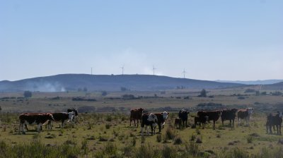 Campo cerca ruta 39 en las Cañas
